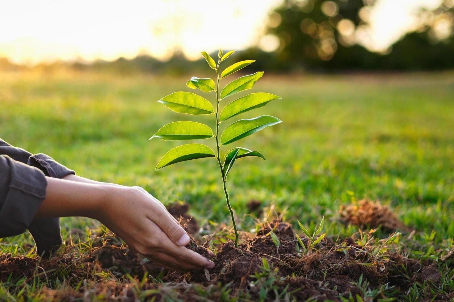Tree Planting Ceremony in the Eternal City of Samarkand